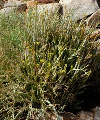 Cynanchum pearsonianum