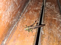 Eppia truncatipennis