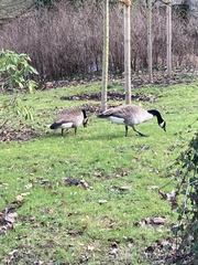Branta canadensis