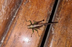 Eppia truncatipennis