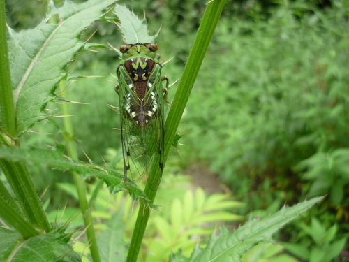 Auritibicen atrofasciatus (Auritibicen atrofasciatus)