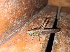 Eppia truncatipennis
