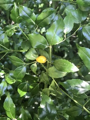 Cassinopsis ilicifolia