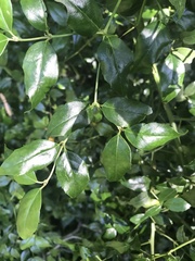Cassinopsis ilicifolia