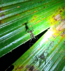 Micrathena pichincha