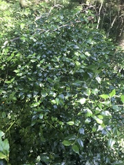 Cassinopsis ilicifolia