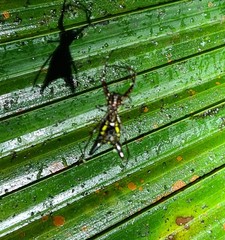 Micrathena pichincha