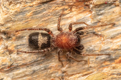 Coenoptychus mutillicus