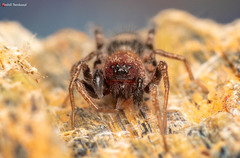 Coenoptychus mutillicus