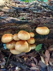 Pholiota nameko