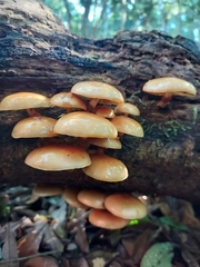 Pholiota nameko