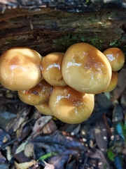 Pholiota nameko
