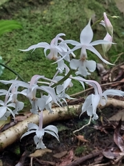 Calanthe arisanensis