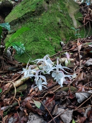 Calanthe arisanensis