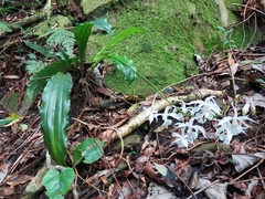 Calanthe arisanensis