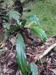 Calanthe arisanensis