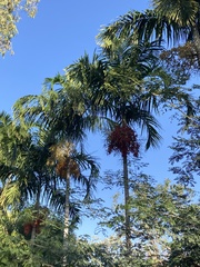 Archontophoenix alexandrae