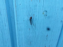 Siphlonurus alternatus