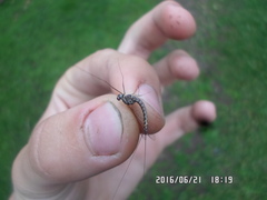 Siphlonurus alternatus