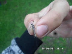 Siphlonurus alternatus