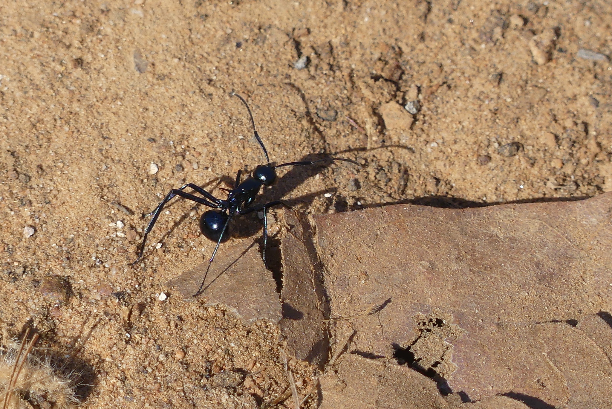 Polyrhachis venus