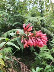 Cestrum elegans