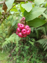 Cestrum elegans