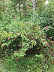 Cestrum elegans