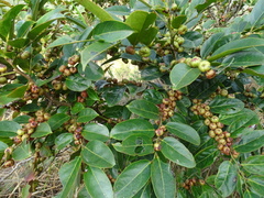 Glochidion lanceolarium
