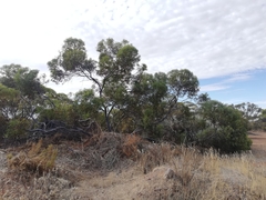 Eucalyptus subangusta subangusta