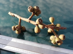 Eucalyptus subangusta subangusta