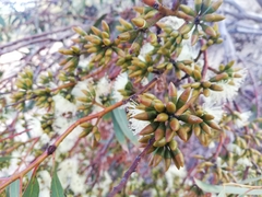 Eucalyptus subangusta subangusta