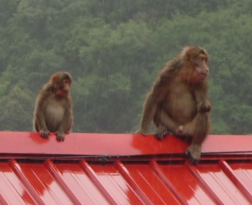 チベットマカク