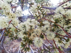 Eucalyptus subangusta subangusta