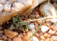 Haworthiopsis tessellata