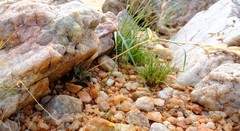 Haworthiopsis tessellata