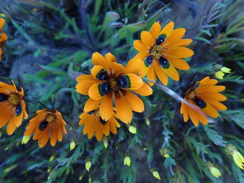 Image of Gorteria diffusa by no rights reserved