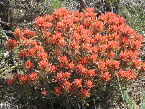 northwestern Indian paintbrush (Castilleja angustifolia)