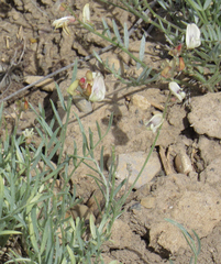 Astragalus miser praeteritus