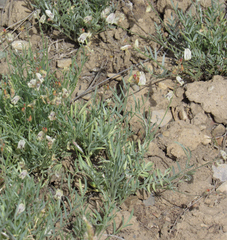 Astragalus miser praeteritus