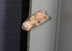 Agrotis interjectionis
