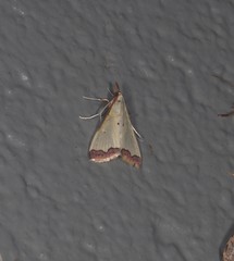 Autocharis hedyphaes