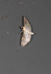 Cotachena hicana