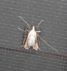 Euclasta maceratalis