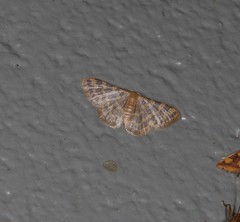 Idaea simplex