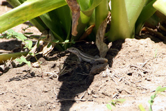 Leiocephalus personatus