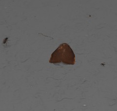 Hemonia micrommata
