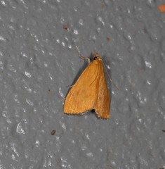 Hyalobathra brevialis