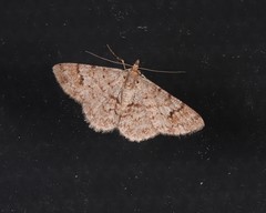 Myrioblephara macariata