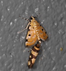 Notarcha polytimeta